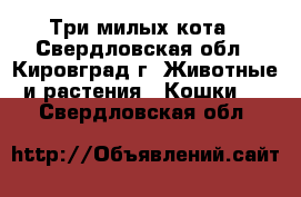 Три милых кота - Свердловская обл., Кировград г. Животные и растения » Кошки   . Свердловская обл.